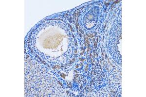 Immunohistochemistry of paraffin-embedded rat ovary using OGDH antibody.