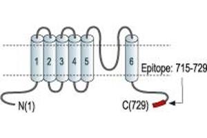 Representative domain view of the target of ABIN7043855.