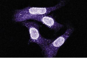 Immunofluorescent staining on SK-BR3 cells. (XPO1 anticorps  (AA 2-122))