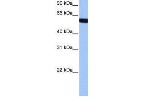 WB Suggested Anti-hCG_1646157 Antibody Titration:  0. (Zinc Finger Protein 891 (ZNF891) (Middle Region) anticorps)
