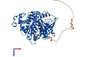 AlphaFold protein structure predicition of Human Recombinant HMGCS1 Protein, UniprotID Q01581