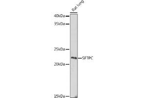 Western blot analysis of extracts of Rat lung, using SFTPC antibody (ABIN6128207, ABIN6147689, ABIN6147690 and ABIN6215458) at 1:1000 dilution. (Surfactant Protein C anticorps  (AA 1-197))