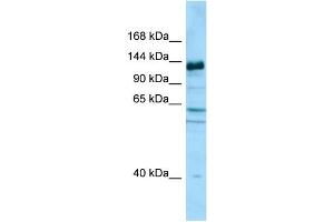 WB Suggested Anti-CAPRIN2 Antibody Titration: 1. (CAPRIN2 anticorps  (C-Term))