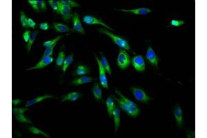 Immunofluorescence staining of Hela cells with ABIN7163704 at 1:66, counter-stained with DAPI.