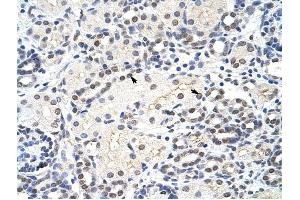 MRM1 antibody was used for immunohistochemistry at a concentration of 4-8 ug/ml to stain Epithelial cells of renal tubule (arrows) in Human Kidney. (MRM1 anticorps)