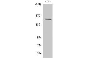 Western Blotting (WB) image for anti-Polymerase (RNA) III (DNA Directed) Polypeptide A, 155kDa (POLR3A) (N-Term) antibody (ABIN3186520) (POLR3A anticorps  (N-Term))