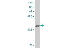 Western Blot detection against Immunogen (35.