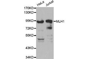 Western blot analysis of extracts of various cell lines, using MLH1 antibody (ABIN5970084) at 1/1000 dilution. (MLH1 anticorps)