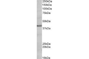 ABIN2564635 (0. (POU4F3 anticorps  (Internal Region))