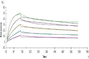 Anti-FGFR2 Antibody, hFc Tag can bind Human FGFR2 beta (IIIb), His Tag with an affinity constant of 1.