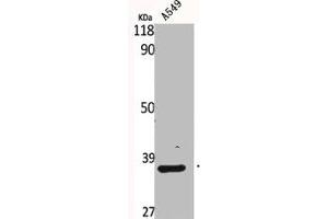 Western Blot analysis of A549 cells using Bub3 Polyclonal Antibody (BUB3 anticorps  (C-Term))