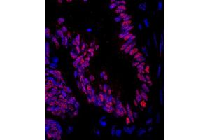 Immunofluorescence (IF) image for anti-Zinc Finger Protein 326 (ZNF326) (AA 532-582) antibody (ABIN7449042) (ZNF326 anticorps  (AA 532-582))