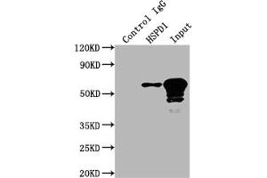 Immunoprecipitating HSPD1 in HepG2 whole cell lysate Lane 1: Rabbit control IgG instead of ABIN7127551 in HepG2 whole cell lysate.