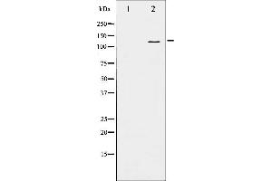 Western blot analysis of B-RAF phosphorylation expression in EGF treated 293 whole cell lysates,The lane on the left is treated with the antigen-specific peptide. (BRAF anticorps  (pSer446))