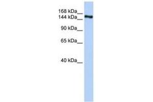 Image no. 1 for anti-Zinc Finger Protein 236 (ZNF236) (AA 1541-1590) antibody (ABIN6742816) (ZNF236 anticorps  (AA 1541-1590))