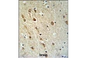 ZRANB1 Antibody (C-term) (ABIN653787 and ABIN2843072) IHC analysis in formalin fixed and paraffin embedded brain tissue followed by peroxidase conjugation of the secondary antibody and DAB staining. (ZRANB1 anticorps  (C-Term))