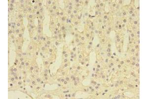 Immunohistochemistry of paraffin-embedded human adrenal gland tissue using ABIN7149667 at dilution of 1:100