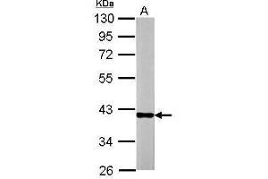 WB Image Sample (20 ug of whole cell lysate) A: mouse Liver 10% SDS PAGE antibody diluted at 1:30000
