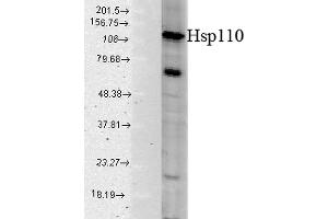 Western blot analysis of Human Cell line lysates showing detection of HSP110 protein using Rabbit Anti-HSP110 Polyclonal Antibody (ABIN863193 and ABIN863194).