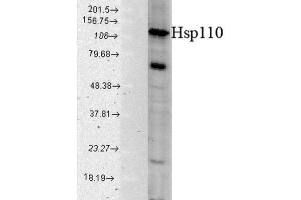 HSPA4 antibody