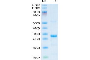Human CXCL13 on Tris-Bis PAGE under reduced condition.