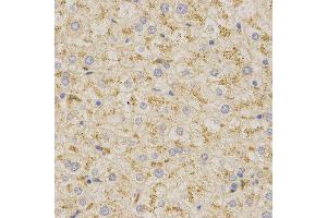 Immunohistochemistry (IHC) image for anti-Prosaposin (PSAP) (AA 60-310) antibody (ABIN3022606)