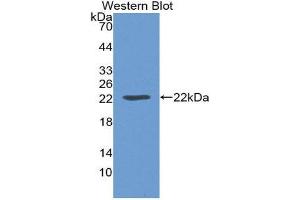 Western Blotting (WB) image for anti-Leptin (LEP) (AA 22-167) antibody (ABIN3201294)