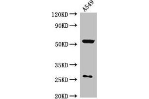 Western Blot Positive WB detected in: A549 whole cell lysate All lanes: CIAO3 antibody at 2. (CIAO3 (AA 2-265) anticorps)