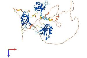 AlphaFold protein structure predicition of Human Recombinant CELF5 Protein, UniprotID Q8N6W0