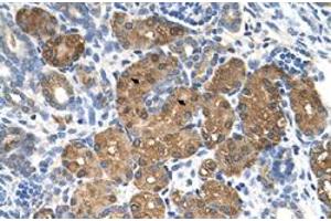 Immunohistochemical staining (Formalin-fixed paraffin-embedded sections) of human kidney with BHMT polyclonal antibody  at 4-8 ug/mL working concentration. (BHMT anticorps  (N-Term))