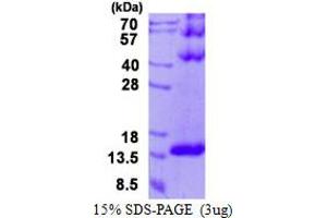 Image no. 1 for Dynein, Light Chain, Tctex-Type 3 (DYNLT3) (AA 1-116) protein (His tag) (ABIN1098381)