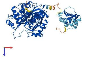 AlphaFold protein structure predicition of Human Recombinant SCP2 Protein, UniprotID P22307