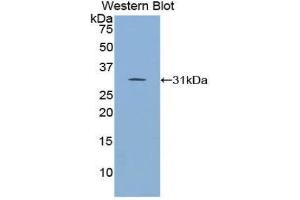 Western Blotting (WB) image for anti-Inhibitor of KB Kinase beta Interacting Protein (IKbIP) (AA 80-315) antibody (ABIN1859321) (IKbIP anticorps  (AA 80-315))