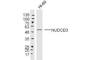 HL60 lysates probed with NUDCD3 Polyclonal Antibody, Unconjugated  at 1:300 dilution and 4˚C overnight incubation. (NUDCD3 anticorps  (AA 161-260))