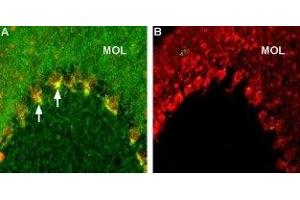 Expression of Caspr2 in rat cerebellum - Immunohistochemical staining of rat brain frozen sections using Anti-Caspr2 Antibody (ABIN7043084, ABIN7045145 and ABIN7045146), (1:200), (green).
