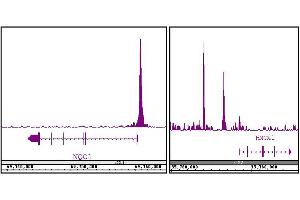 NRF2 antibody (pAb) tested by ChIP-Seq.