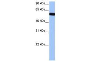 Image no. 1 for anti-Zinc Finger Protein 891 (ZNF891) (AA 282-331) antibody (ABIN6741092) (Zinc Finger Protein 891 (ZNF891) (AA 282-331) anticorps)