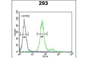 ADTS18 Antibody (C-term) (ABIN652853 and ABIN2842553) flow cytometric analysis of 293 cells (right histogr) compared to a negative control cell (left histogr). (ADAMTS18 anticorps  (C-Term))