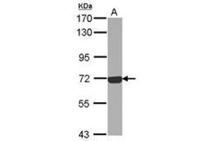 Image no. 2 for anti-Complement Component C9 (C9) (Internal Region) antibody (ABIN1496002) (C9 anticorps  (Internal Region))