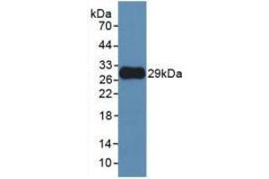 Figure. (MMP25 anticorps  (AA 108-313))