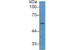 Western blot analysis of Human K562 cell lysate, using Rat ANGPT2 Antibody (1 µg/ml) and HRP-conjugated Goat Anti-Rabbit antibody ( (Angiopoietin 2 anticorps  (AA 352-477))