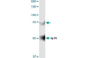 Immunoprecipitation of GNPAT transfected lysate using anti-GNPAT MaxPab rabbit polyclonal antibody and Protein A Magnetic Bead , and immunoblotted with GNPAT MaxPab rabbit polyclonal antibody (D01) .