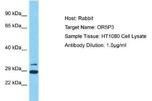 Host: Rabbit Target Name: OR5P3 Sample Type: HT1080 Whole Cell lysates Antibody Dilution: 1. (OR5P3 anticorps  (C-Term))