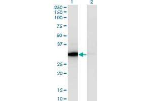 ATP6V1E1 antibody  (AA 1-226)