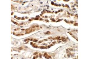 Immunohistochemistry of LZTS2 in human kidney tissue with LZTS2 Antibody at 2. (LZTS2 anticorps  (N-Term))