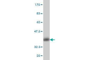 Western Blot detection against Immunogen (35.