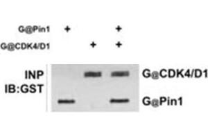 Immunoprecipitation of anti-GST antibody. (GST anticorps)