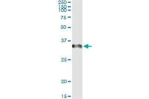 Immunoprecipitation of CD27 transfected lysate using anti-CD27 monoclonal antibody and Protein A Magnetic Bead , and immunoblotted with CD27 MaxPab rabbit polyclonal antibody.