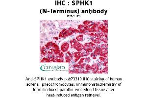 Image no. 1 for anti-Sphingosine Kinase 1 (SPHK1) (N-Term) antibody (ABIN1739611) (SPHK1 anticorps  (N-Term))
