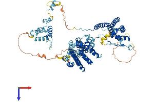 AlphaFold protein structure predicition of Mouse Recombinant Thoc1 Protein, UniprotID Q8R3N6